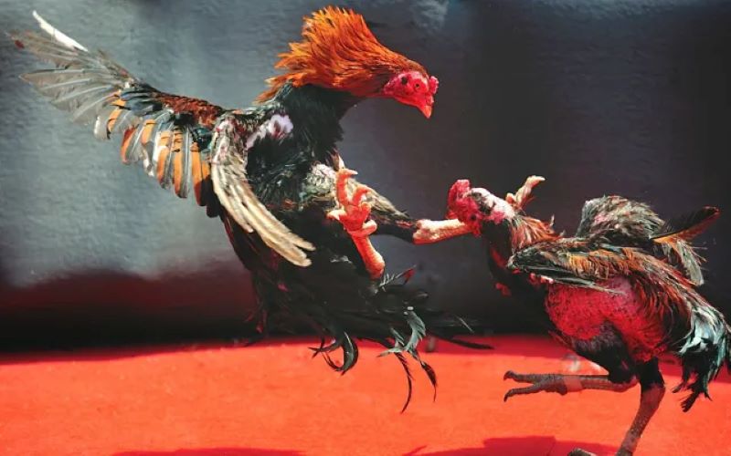 Các loại cược trong Đá Gà GA28  